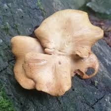 Attēlu rezultāti vaicājumam “Polyporus varius”