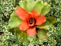 Attēlu rezultāti vaicājumam “Juniperus communis female flower”