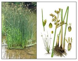 Attēlu rezultāti vaicājumam “Schoenoplectus lacustris subsp. glaucus fruit”