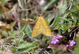 Attēlu rezultāti vaicājumam “Mecyna flavalis”