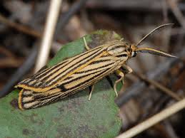 Attēlu rezultāti vaicājumam “Spiris striata”