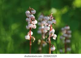 Attēlu rezultāti vaicājumam “Pyrola minor bud”