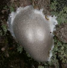 Attēlu rezultāti vaicājumam “Reticularia sp.”