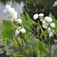 Attēlu rezultāti vaicājumam “Sagittaria sagittifolia flower”