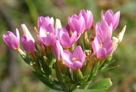 Attēlu rezultāti vaicājumam “Centaurium erythraea flower”