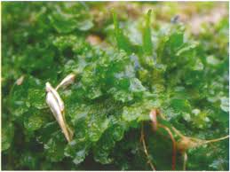 Attēlu rezultāti vaicājumam “Phaeoceros laevis subsp. carolinianus”