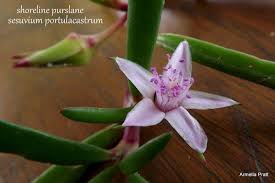 Attēlu rezultāti vaicājumam “Perichaena depressa sessile”