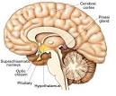 Fillmore Fulfilled: <b>Pineal Gland</b>
