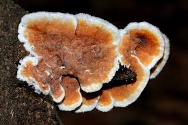 Attēlu rezultāti vaicājumam “Gloeoporus taxicola”