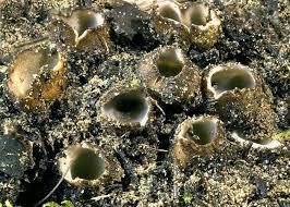 Attēlu rezultāti vaicājumam “Geopora arenicola”