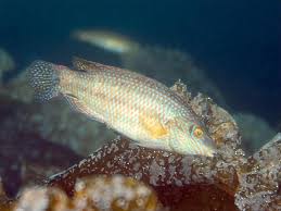 Image result for Symphodus melops