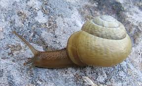 Attēlu rezultāti vaicājumam “Arianta arbustorum”