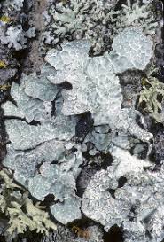 Attēlu rezultāti vaicājumam “Parmelia serrana”