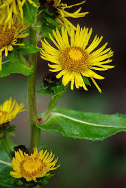 Image result for Inula helenium