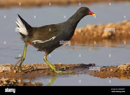 Attēlu rezultāti vaicājumam “Gallinula chloropus adult”
