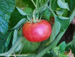 Afbeeldingsresultaat voor brandywine cherry tomato