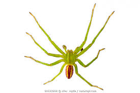 Attēlu rezultāti vaicājumam “Micrommata virescens”