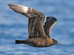 Attēlu rezultāti vaicājumam “Stercorarius parasiticus”