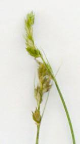 Attēlu rezultāti vaicājumam “Carex lepidocarpa leaf”