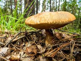 Attēlu rezultāti vaicājumam “Suillus bovinus”