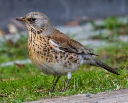 Attēlu rezultāti vaicājumam “Turdus pilaris”