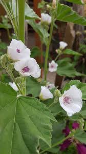 Image result for Althaea officinalis