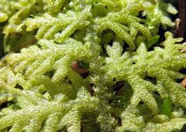 Attēlu rezultāti vaicājumam “Trichocolea tomentella sporophyte”