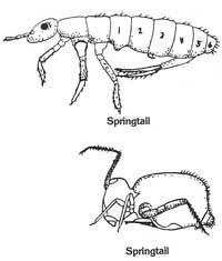 Attēlu rezultāti vaicājumam “Collembola”