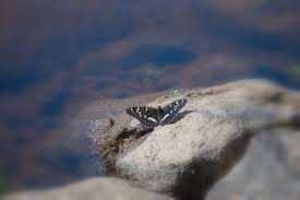 Attēlu rezultāti vaicājumam “Limenitis populi underside”