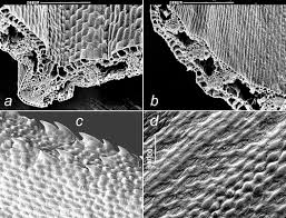 Attēlu rezultāti vaicājumam “Carex chordorhiza”