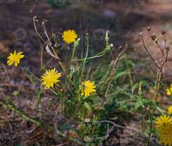 Attēlu rezultāti vaicājumam “Hieracium umbellatum flower”