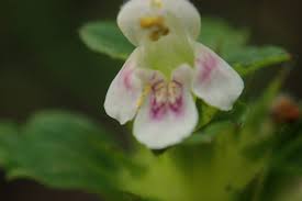 Attēlu rezultāti vaicājumam “Galeopsis tetrahit flower”