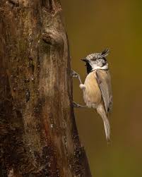 Attēlu rezultāti vaicājumam “Lophophanes cristatus”
