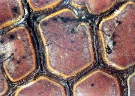 Attēlu rezultāti vaicājumam “Perichaena corticalis”