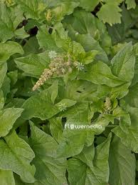 Attēlu rezultāti vaicājumam “Chenopodium bonus-henricus leaf”