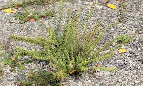 Image result for Chenopodium botrys