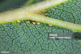 Attēlu rezultāti vaicājumam “Panonychus”