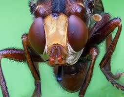 Attēlu rezultāti vaicājumam “Sicus ferrugineus”