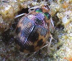 Attēlu rezultāti vaicājumam “Omophron limbatum”