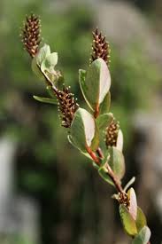 Attēlu rezultāti vaicājumam “Salix myrtilloides”