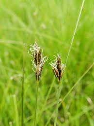 Attēlu rezultāti vaicājumam “Blysmus compressus leaf”