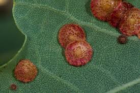 Attēlu rezultāti vaicājumam “Neuroterus quercusbaccarum”