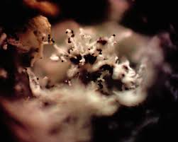 Attēlu rezultāti vaicājumam “Physarum bryomacrocarpum macro”