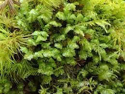 Attēlu rezultāti vaicājumam “Scapania nemorea”