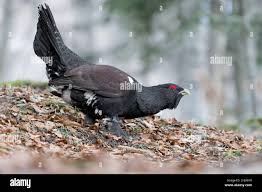 Attēlu rezultāti vaicājumam “Tetrao urogallus male”