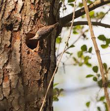 Attēlu rezultāti vaicājumam “Sitta europaea nest”