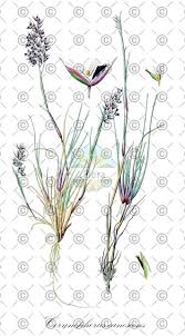 Attēlu rezultāti vaicājumam “Corynephorus canescens fruit”