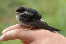 Attēlu rezultāti vaicājumam “Delichon urbicum”