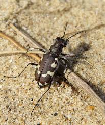 Attēlu rezultāti vaicājumam “Cicindela maritima”