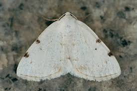 Attēlu rezultāti vaicājumam “Lomographa bimaculata”